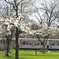 Photos: 春だ！こぶし咲く