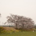 桜・菜の花・なごり雪・スペーシア