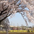 桜と菜の花咲く宇都宮線の金太郎貨物