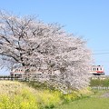 桜と菜の花の思川橋梁を行く東武6050系