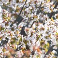満開の桜花にヒヨドリ