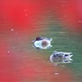 紅葉の池で休むハシビロガモ