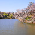 190402_11M_スローで桜を・S18299(三つ池) (65)