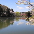 190402_11M_スローで桜を・S18299(三つ池) (97)