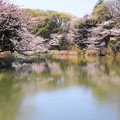 190402_11M_スローで桜を・S18299(三つ池) (100)