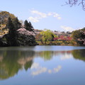190402_11M_スローで桜を・S18299(三つ池) (119)