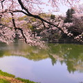 190405_21M_名所の桜・S18200(三つ池) (12)