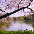 190405_21M_名所の桜・S18200(三つ池) (16)