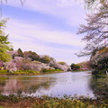 190405_21M_名所の桜・S18200(三つ池) (22)