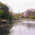 190405_21M_名所の桜・S18200(三つ池) (25)