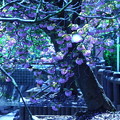 200414_11F_八重桜と桜吹雪・RX10M3(二ｹ領用水) (1)