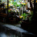 生花店の店頭、雨