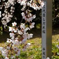舞鶴市吉田しだれ桜（４）