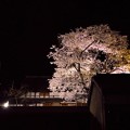 Photos: 夜桜ライトアップ（満開）1