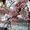 舟屋の里・伊根の桜（１）