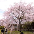 霊宝館庭園のしだれ桜（１）