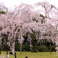 霊宝館庭園のしだれ桜（３）