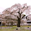 霊宝館庭園のしだれ桜（５）