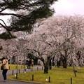 霊宝館庭園のしだれ桜（6)