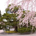 Photos: 枝垂れ桜と松