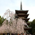 Photos: 五重塔と桜（１）