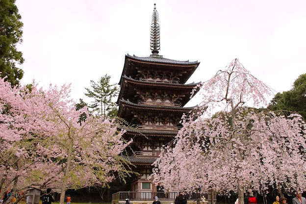 Photos: 五重塔と桜（２）