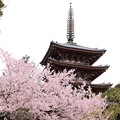 Photos: 五重塔と桜（３）