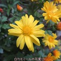 Photos: ばば様の小菊