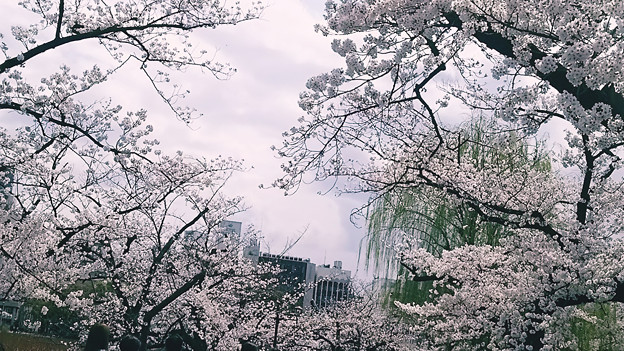 Photos: 2019 桜