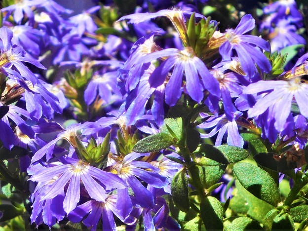 爽やかに咲く 夏の花＠ブルーファンフラワー