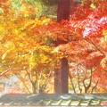 杉木立の参道の彩り＠佛通寺の紅葉