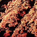 Photos: 御調八幡宮の紅葉＠備後路の秋
