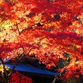 Photos: 御調八幡宮の秋