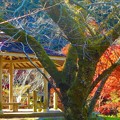 Photos: 桜の古木と紅葉＠御調八幡宮