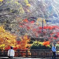 Photos: 八幡川秋景＠御調八幡宮