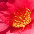 冬に咲く紅い ｻｻﾞﾝｶの花
