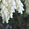 Photos: 樹木に咲く 白い花＠びんご運動公園