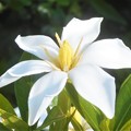 梔子(ｸﾁﾅｼ)の白い花＠有香種＠びんご運動公園