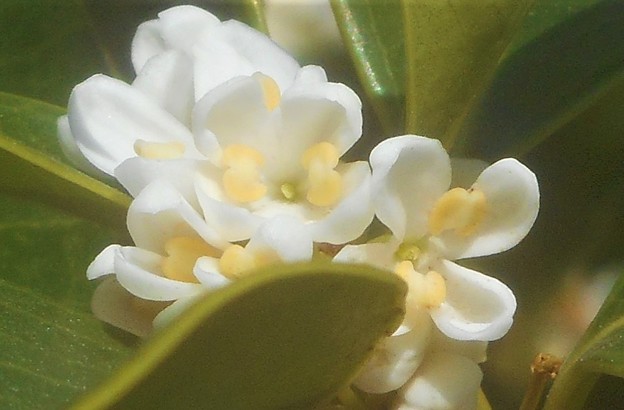 甘い香りの銀木犀（ｷﾞﾝﾓｸｾｲ）の花