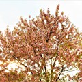 師走の冬桜