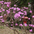 Photos: 咲き初めのミヤマツツジ（深山躑躅）(学名:ミツバツツジ、三つ葉躑躅)　ツツジ科