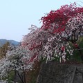 Photos: カナメ神宮ハナモモ（花桃）　バラ科