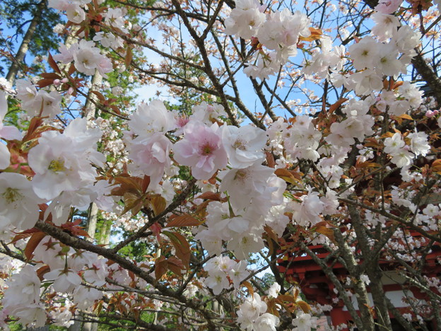 18.04.23.高野山壇上伽藍（高野町）対面桜