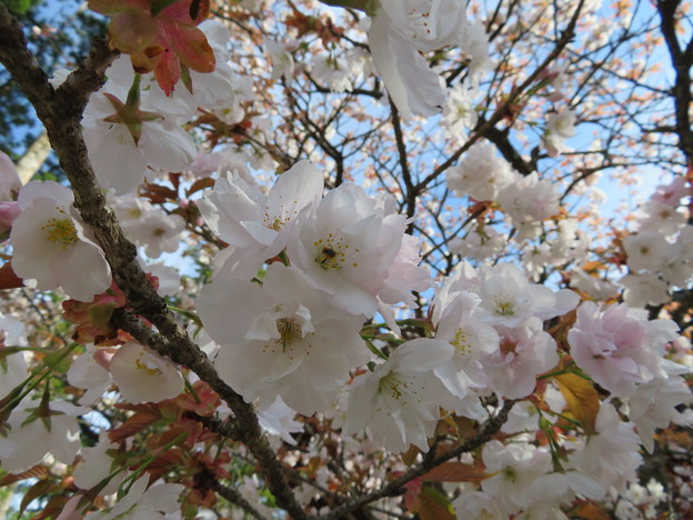 18.04.23.高野山壇上伽藍（高野町）対面桜