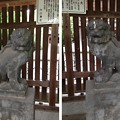 川口神社（埼玉県）狛犬