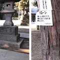 Photos: 八坂神社（東村山市）狛犬