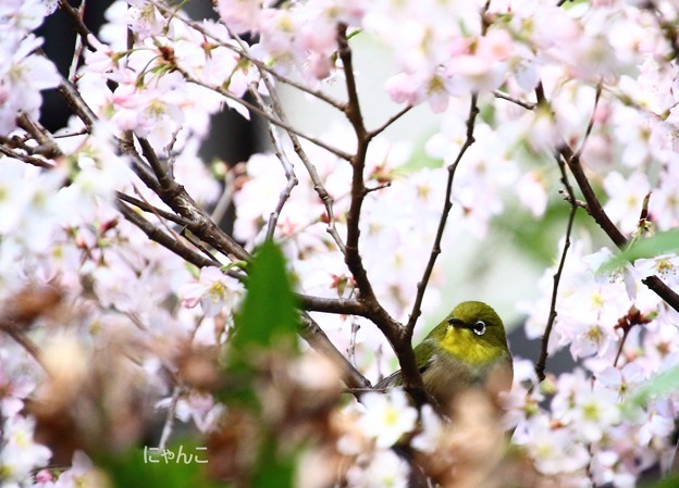 ～桜×メジロ～