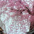 見上げれば桜