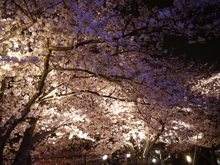 サンレイクかすやの夜桜 (2)