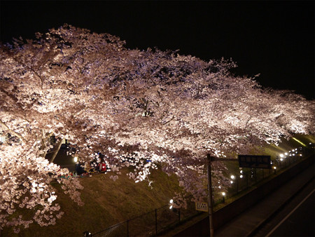 サンレイクかすやの夜桜 (3)